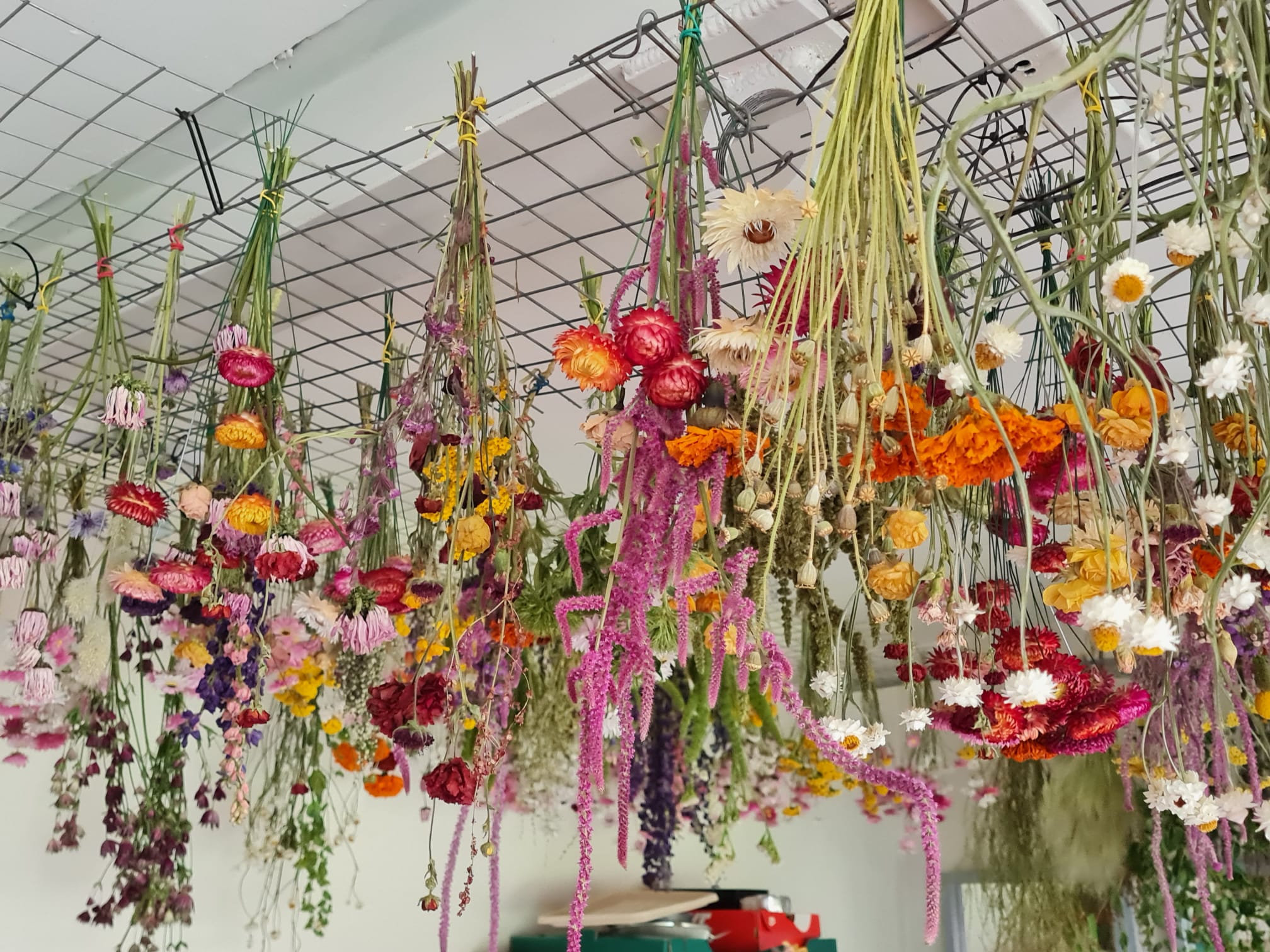 The drying room — flowers hanging to dry
